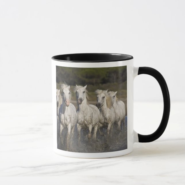 Caneca França, Camargue. Cavalos correm (Direita)
