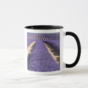 Caneca França, Provença. Fileiras de lavanda em flor. 3