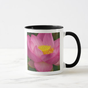 Caneca Franklin NC, Jardim de Água de Perry, Lótus 2