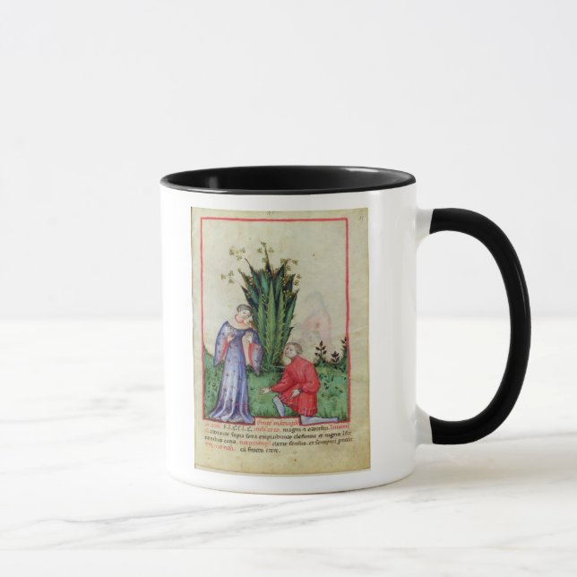 Caneca Fruta de Mandrake, from Tacuinum Sanitatis (Direita)