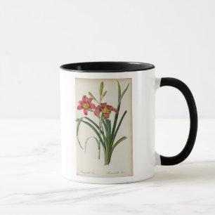 Caneca Fulva do Hemerocallis, de "Les Liliacees", 1805