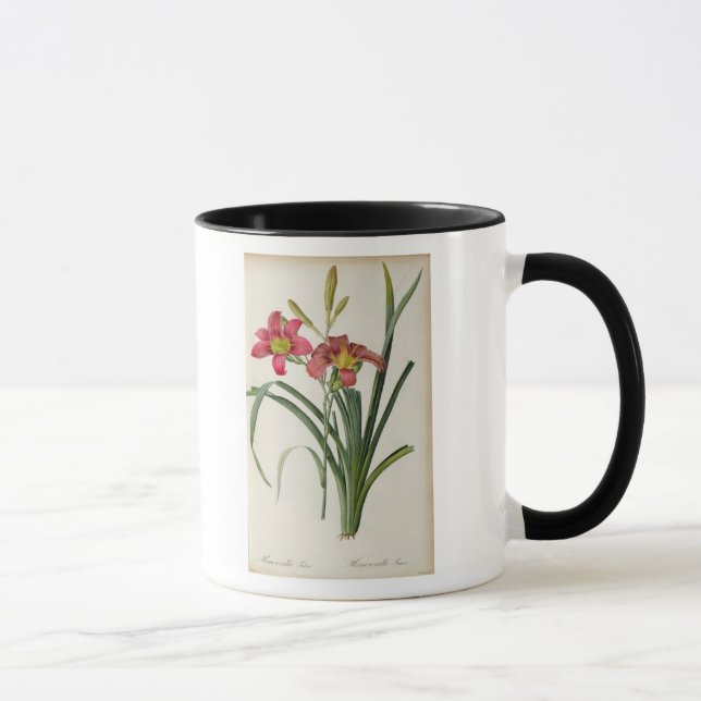 Caneca Fulva do Hemerocallis, de "Les Liliacees", 1805 (Direita)