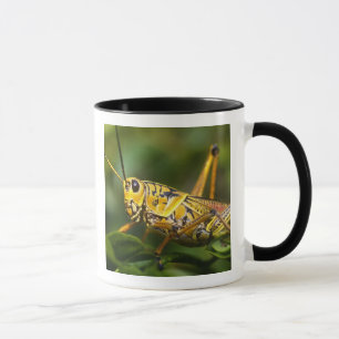 Caneca Gafanhoto, Parque Nacional Everglades, Flórida,