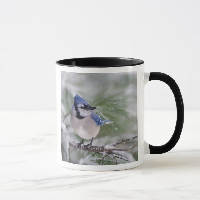 Caneca Gaio-azul, Cyanocitta cristata (Direita)
