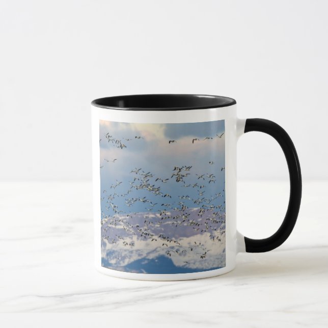 Caneca Gansos da neve durante a migração da primavera (Direita)