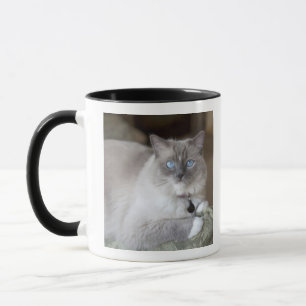 Caneca Gata Ragdoll fêmea
