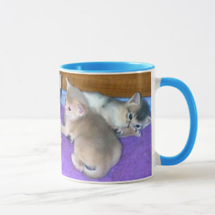 Caneca Gatinhos seis Abyssinians idosos das semanas