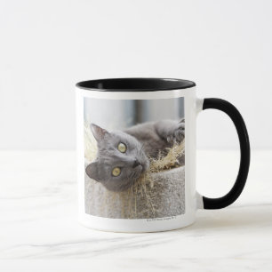 Caneca Gato cinzento que encontra-se no pote, Olargues,