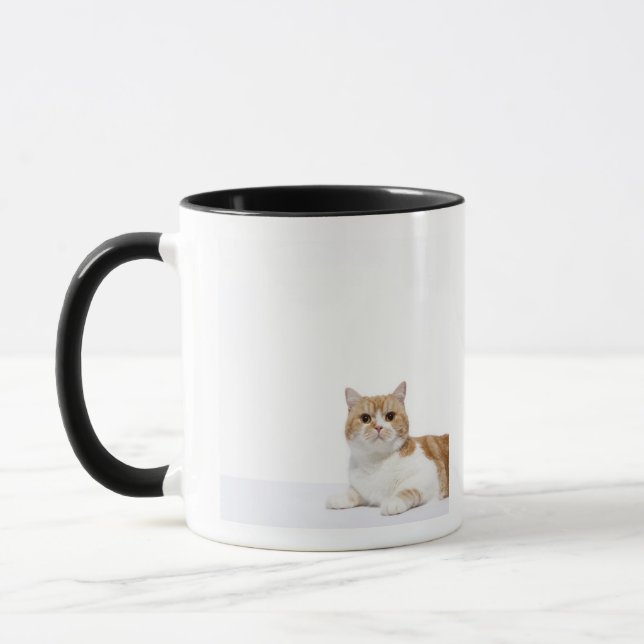 Caneca Gato da dobra do Scottish (Esquerda)