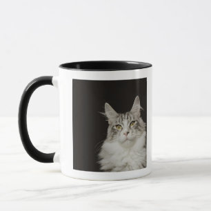 Caneca Gato de racum adulto de Maine