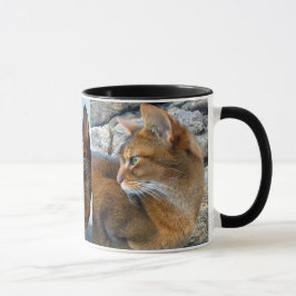 Caneca Gato fêmea Abyssinian corado