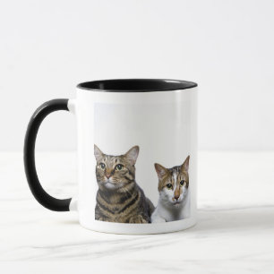 Caneca Gato japonês e gato Manx no fundo branco