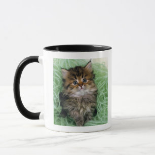 Caneca Gato persa; é uma das raças as mais velhas do ga