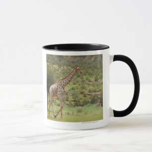 Caneca Girafa, camelopardalis do Giraffa, Kgalagadi