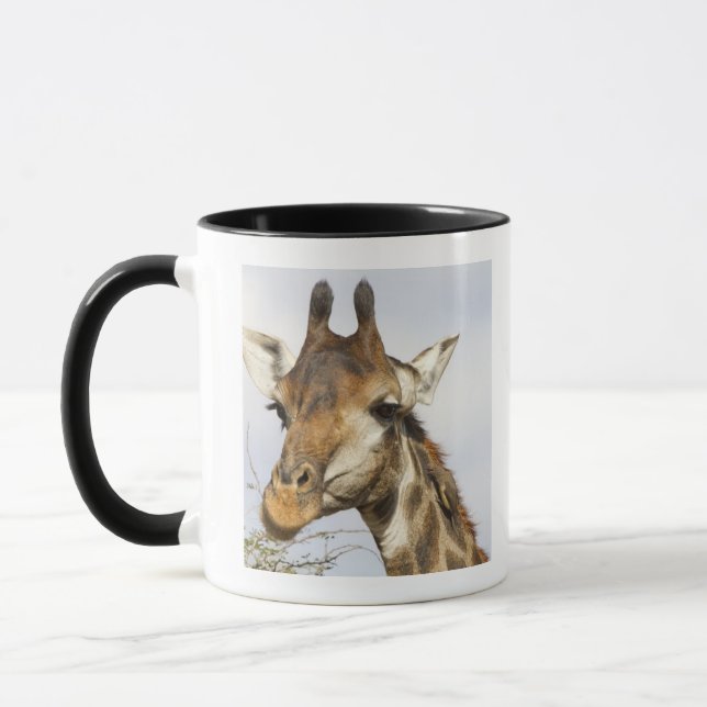 Caneca Girafa, parque nacional de Kruger, África do Sul (Esquerda)