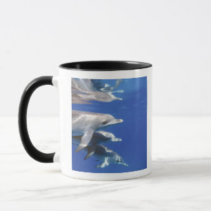 Caneca golfinho pintado do Atlântico. Bimini, Bahamas