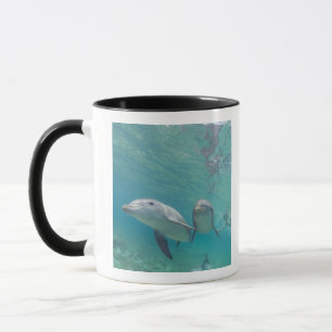 Caneca Golfinhos-nariz-de-garrafa Tursiops truncatus