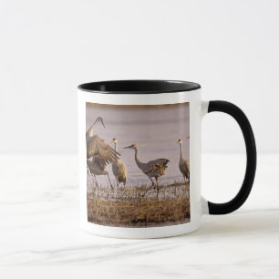 Caneca Grous-de-sandhill Grus canadensis) Platte