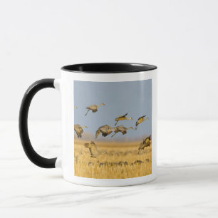 Caneca Grouselas pousam em campos de milho