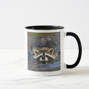 Caneca Guaxinim adulto, lotorOrder do Procyon: