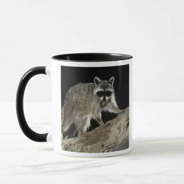 Caneca Guaxinim-comum, Procyon lotor (Esquerda)