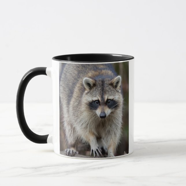 Caneca Guaxinim, Procyon lotor, Flórida, EUA 2 (Esquerda)