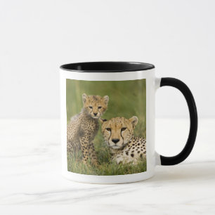 Caneca Guepardo, Acinonyx jubatus, com filhote