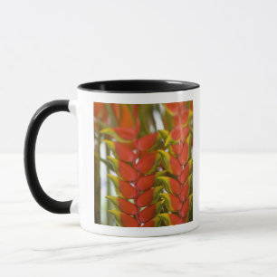 Caneca Hanging Heliconia, frutas às terças-feiras &