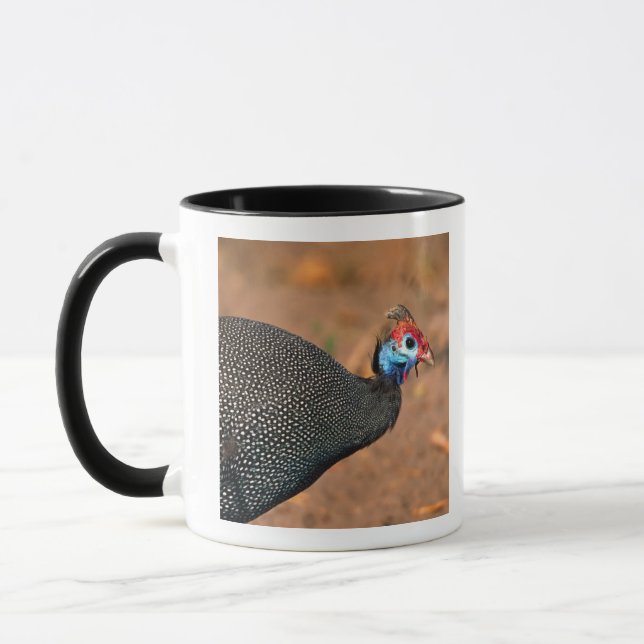 Caneca Helmeted Guiné Fowl (Numida meleagris). África, (Esquerda)