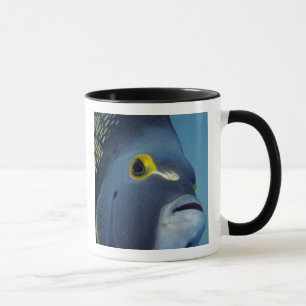 Caneca Ilhas Cayman, Peixe-anjo-francês Pomacanthus