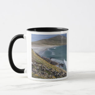 Caneca Ilhas Falkland, West Falkland, Saunders