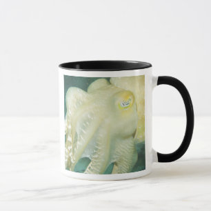 Caneca Indonésia, Província de Sulawesi do Sul, Wakatobi