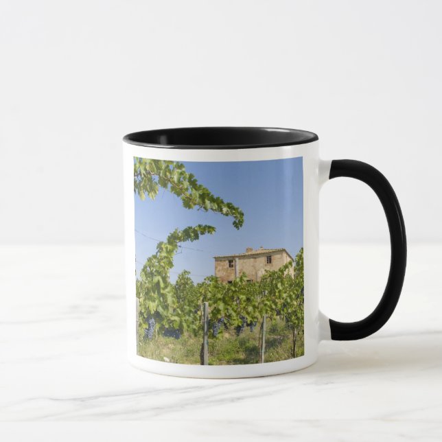 Caneca Itália, Toscana, Montepulciano. Uvas de vinho pron (Direita)