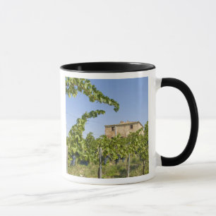 Caneca Itália, Toscana, Montepulciano. Uvas prontas
