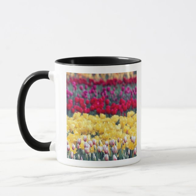 Caneca jardim de tulipas no vale de Skagit, (Esquerda)