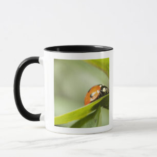 Caneca Joaninha na folha, joaninha na folha