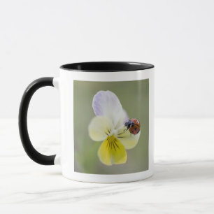 Caneca Joaninha no amor perfeito   Biei, Hokkaido, Japão