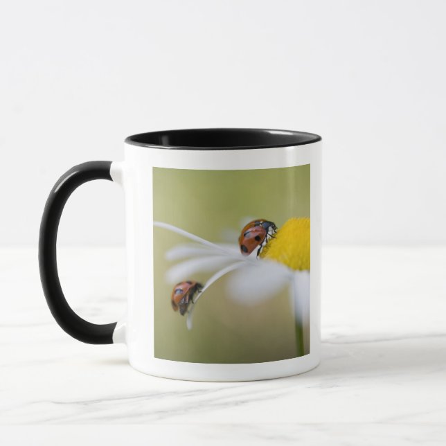 Caneca Joaninhas em uma margarida de oxeye, Biei, (Esquerda)