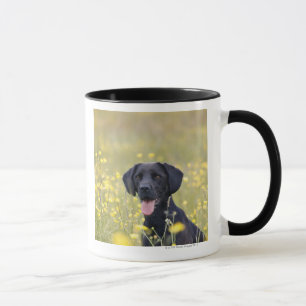 Caneca Labrador preto 16 meses