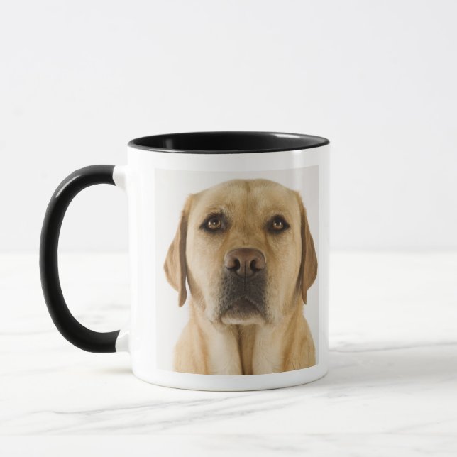 Caneca Labrador retriever dourado (familiaris do Canis). (Esquerda)
