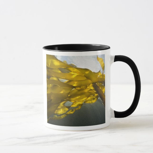 Caneca Lado sul da Ilha Ewing, Ilhas San Juan, (Direita)