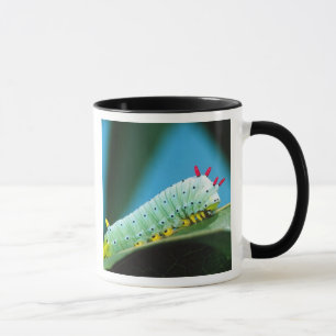 Caneca Lagarta da Mariposa Prometeu, Callosamia