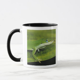 Caneca Lagarto-verde, Anolis carolinensis, adulto em palm