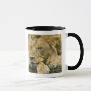 Caneca Leão Africano, Panthera leo, adormecido