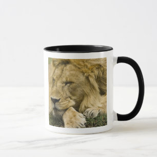 Caneca Leão Africano, Panthera leo, deitado dormindo