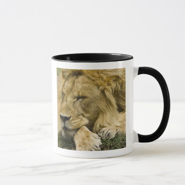 Caneca Leão Africano, Panthera leo, deitado dormindo (Direita)