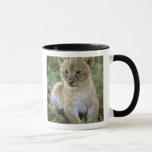 Caneca leão-africano, Panthera leo), Tanzânia,