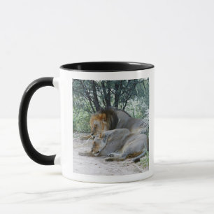 Caneca leão do sono e leoa masculinos, Panthera leo,