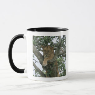 Caneca Leoa de escalada da árvore (Panthera leo), rainha