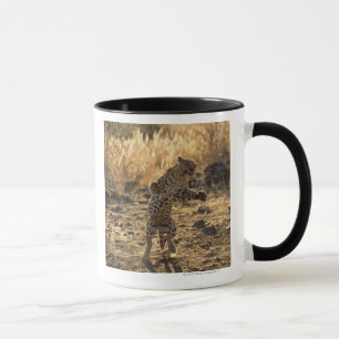 Caneca Leopardo africano nos pés traseiros, Namíbia,